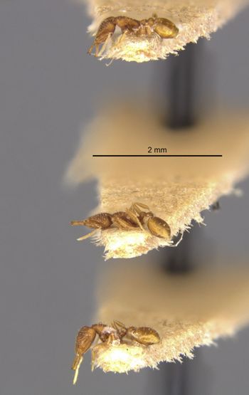 Media type: image;   Entomology 22429 Aspect: habitus lateral view